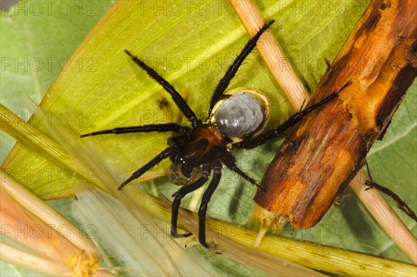 Diving bell spider