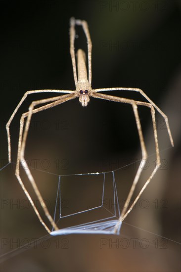 Net-casting spider