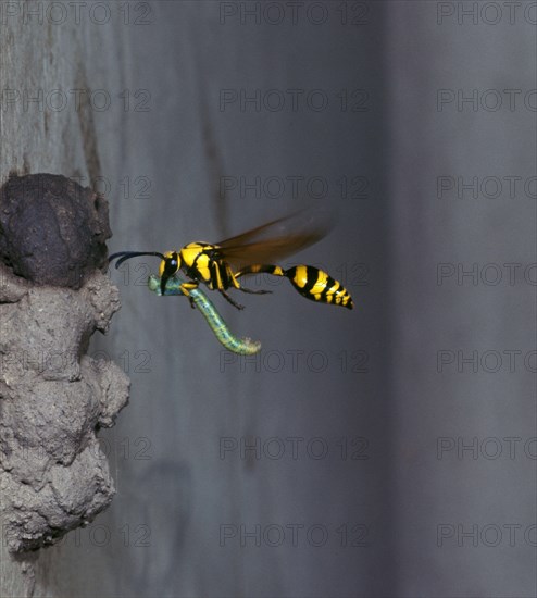 Clay Wasp