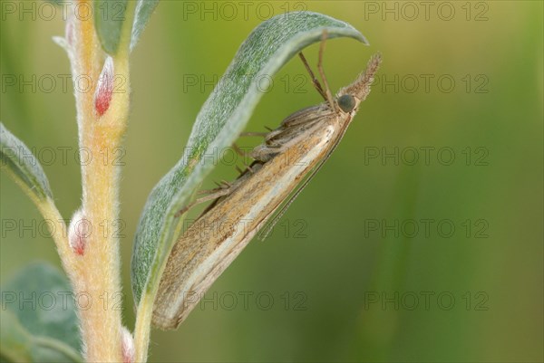 Common Grass-veneer