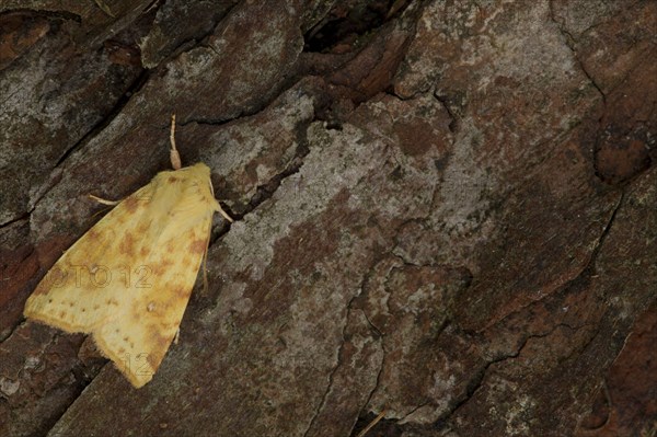 Common Sallow