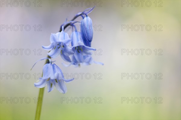 Hybrid Bluebell