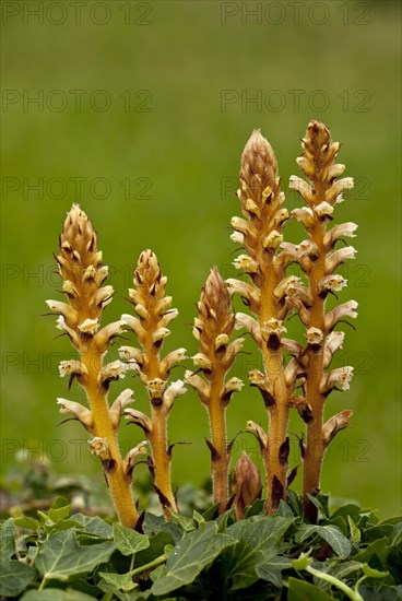 Ivy Broomrape