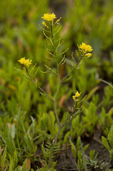 Flowering Creeping Yellow keek