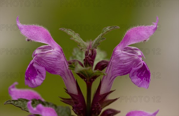 Gargano deadnettle