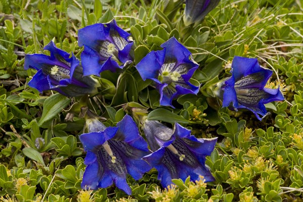 Alpine gentian