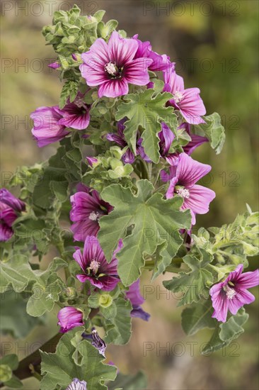 Tree Mallow flowering