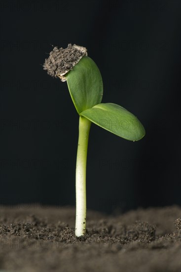 Sunflower seedling with cotyledons that expand but retain the seed coat or pericarp