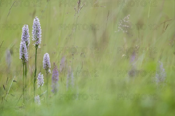 Common Spotted Orchid