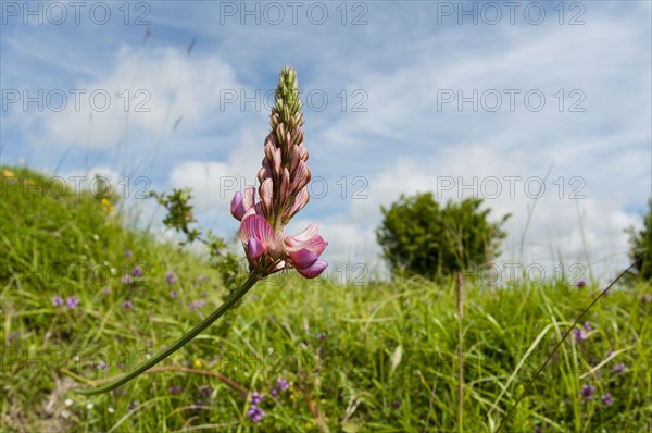 Sainfoin