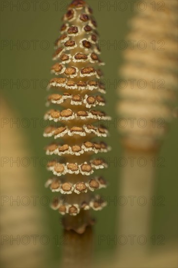 Field Horsetail