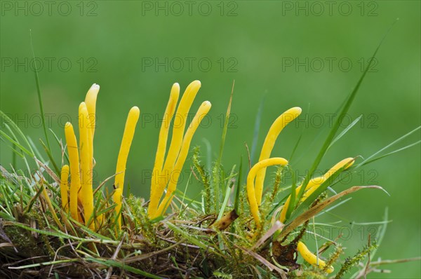 Golden Spindles