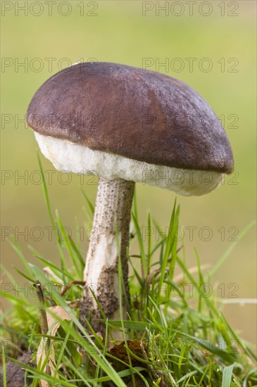 Brown Birch Bolete