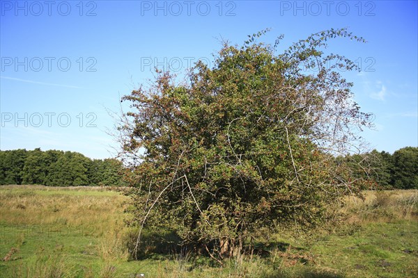 Common Hawthorn