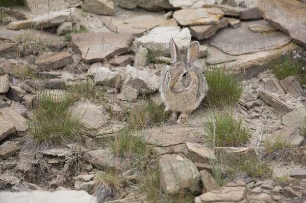 Nuttall's Cottontail