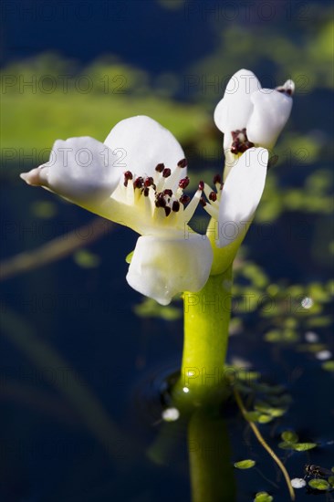 Cape-pondweed