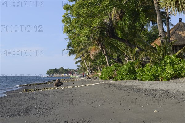 Coconut palms