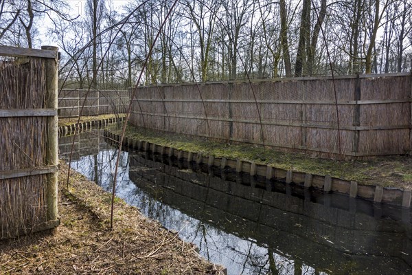 Duck decoy structure for catching wild ducks showing a tube formed of hoops with a net flanked by reed grids