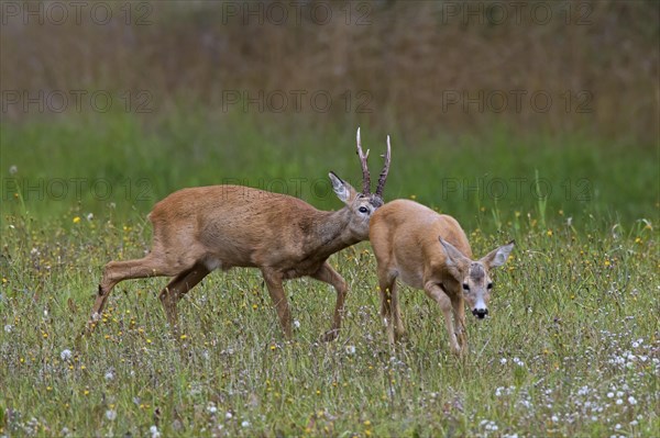 European european roe deer