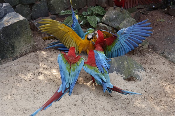 Fighting red-green blue and yellow macaw