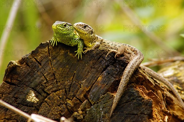 Sand lizards