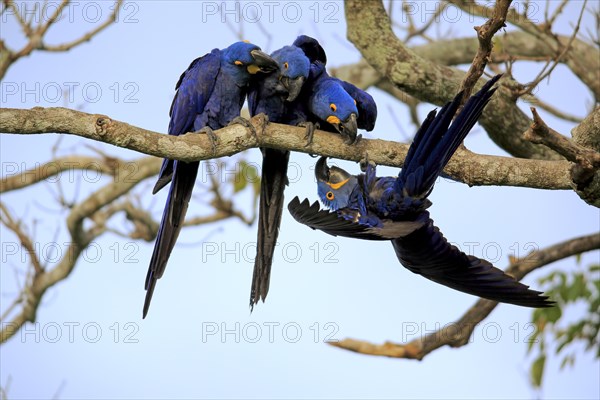 Hyacinth Macaw