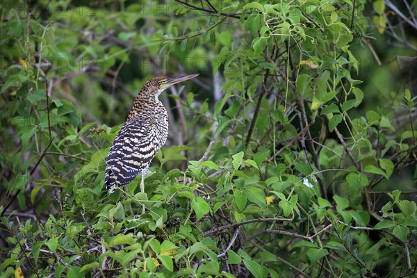 Red-breasted heron