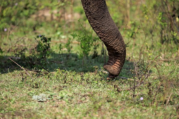 Sri Lankan elephant