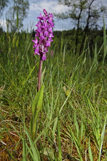 Flesh-coloured orchid