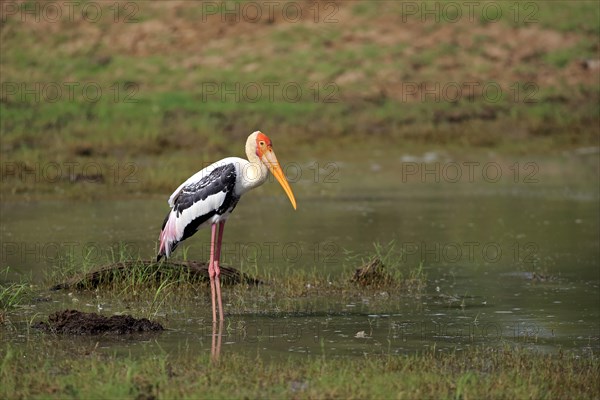 Painted stork