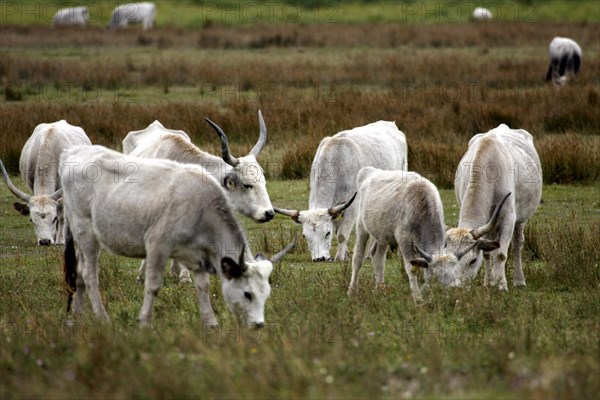 Hungarian grey cattle