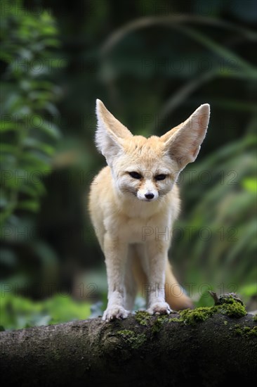 Fennec