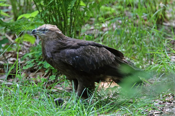 Lesser Spotted Eagle