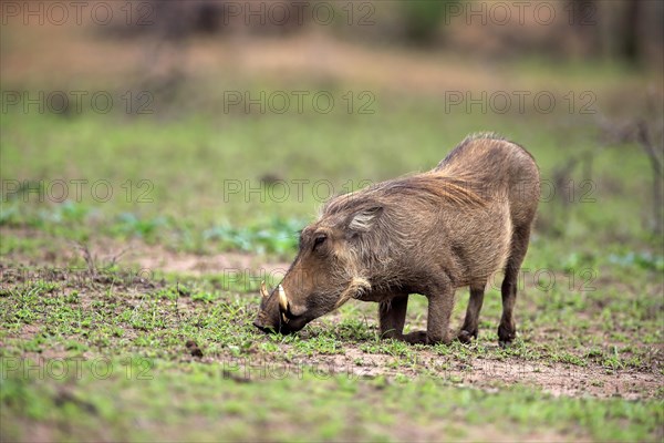 Warthog