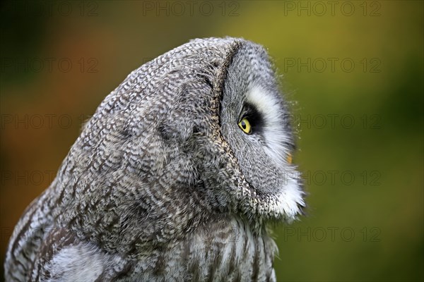 Great Grey Owl