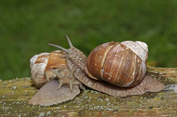 Roman snail