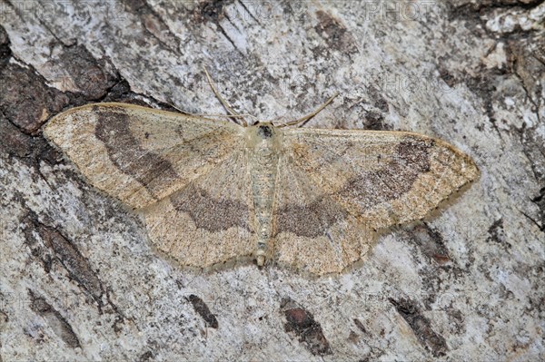 Mouse-eared moth