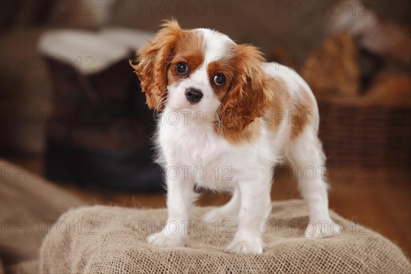 Cavalier King Charles Spaniel