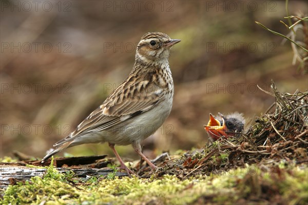 Wood Lark