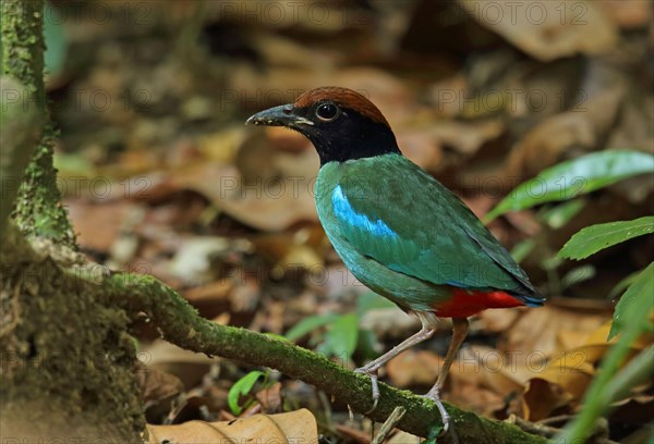 Hooded Pitta