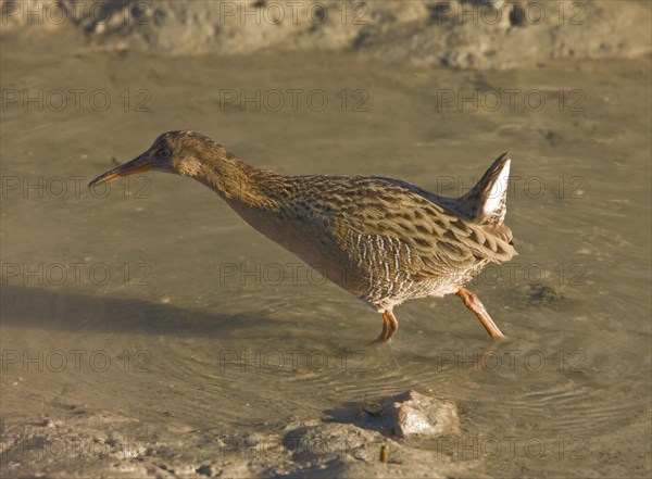 California Clapper Rail