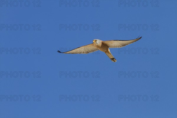 Lesser Kestrel