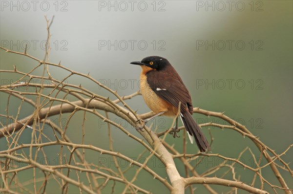 Black-capped Donacobius