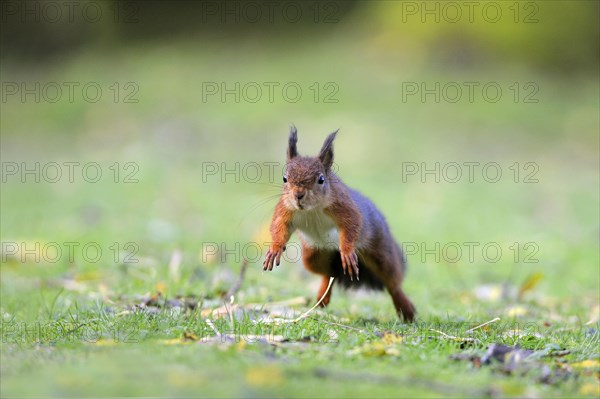 Eurasian red squirrel