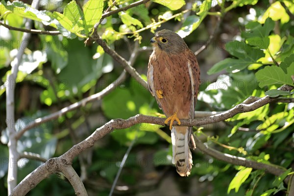 Rock Kestrel