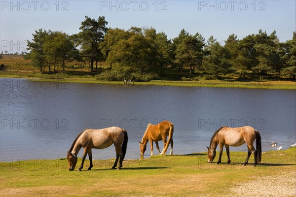 New Forest pony