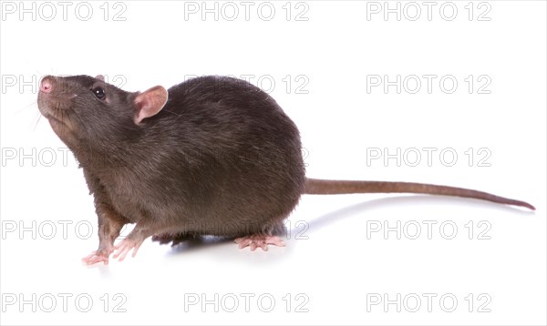 Domestic Rat