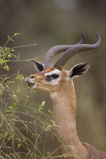 Gerenuk