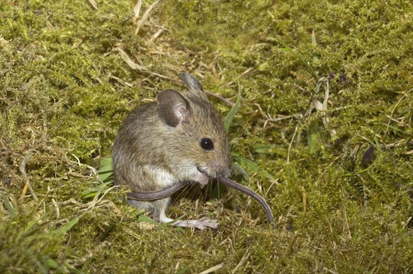 Wood mouse