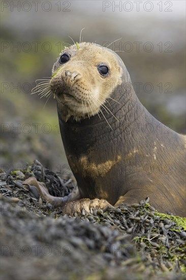 Grey Seal